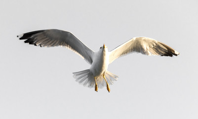 Fototapeta na wymiar flying seagull (isolated).