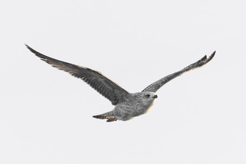 flying seagull (isolated).