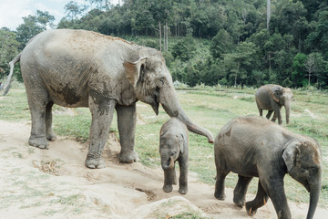 elephant family in thailand,elephant mother and baby in forest,Thailand