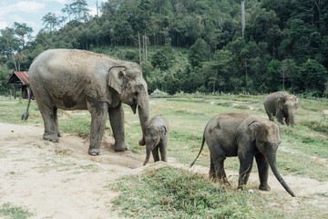 elephant family in thailand,elephant mother and baby in forest,Thailand