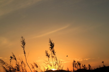 Obraz premium 冬の夕焼け