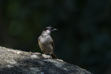 Low key image of Sooty-headed bulbul perching on the rock , Thailand