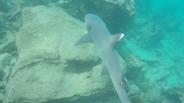 tracking shot of a white-tipped reef shark at isla bartolome in the galapagos islands, ecuador