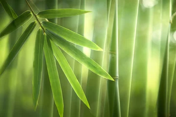 Foto auf Acrylglas Bambuswald am Morgen, natürlicher Hintergrund © Li Ding