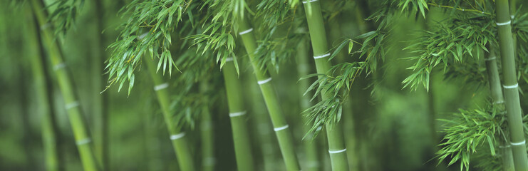Naklejka premium Bambusowy las