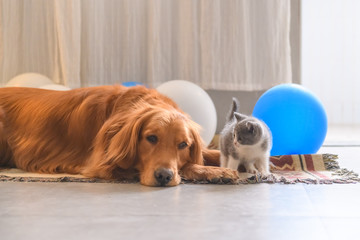 Golden retriever and the kitten