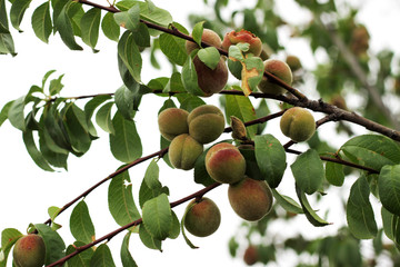 Nectarine tree