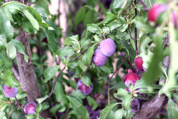 Plum tree