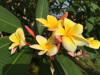 Yellow Florida Flower