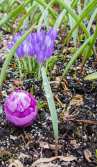 Lila Osterei und Krokusse