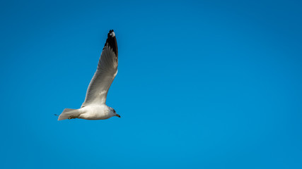 Fototapeta na wymiar Seagull flying high with wings spread