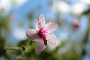 close up of pink Caesar weed, Urena flower