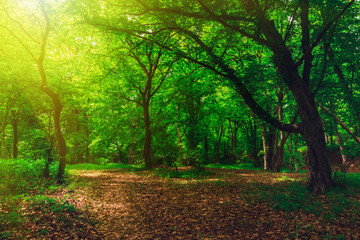 Naklejka premium Summer green forest