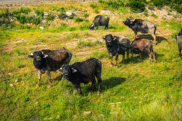 Livestock in the mountains