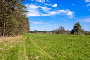 Grass field, green spring landscape