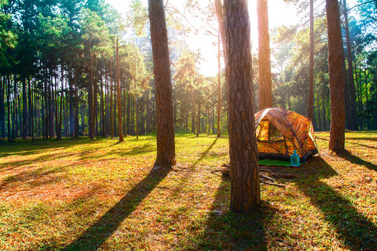 Fototapeta Camping tent in pine forest scene nature background