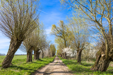 Obraz premium Early spring landscape with road, trees alley and blue sky