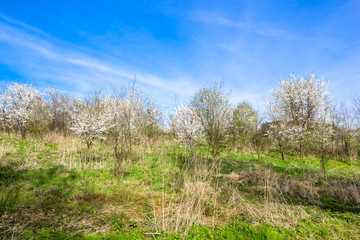 Blossoming trees, landscape of spring field and blue sky