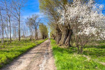 Fototapeta na wymiar Blooming tree with white blossoms, spring landscape with country road