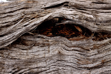 Gum tree bark texture