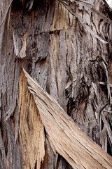 Gum tree bark texture