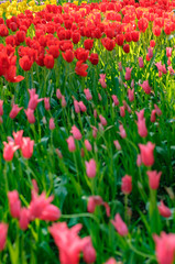 チューリップ