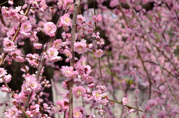 梅の花　枝垂れ梅　京都