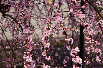 梅の花　枝垂れ梅　京都