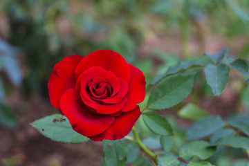 red rose in garden