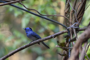 Beautiful male Black-naped monarch or black-naped blue flycatcher perching on tree branch , Thailand