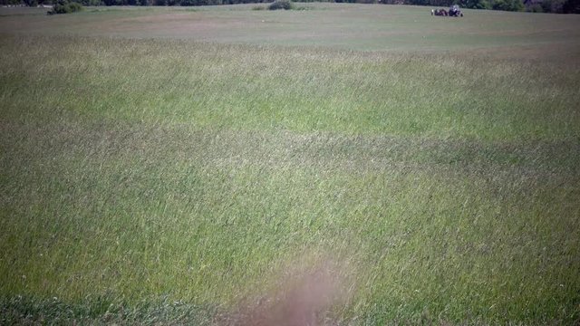The strong wind inclines Timothy-grass (Phleum pratense) in field to summer sunny day