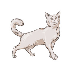 Cute white cat pet animal hand drawn vector Illustration