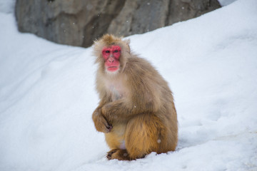 Snow Monkey
