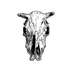 illustration of bull skull.