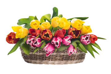 multi-colored tulips in a basket, on a white background