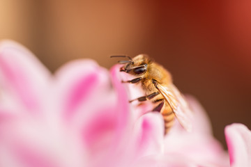 honey bee collecting nectar from a flower