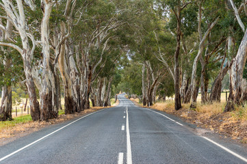 Picturesque countryside road with eucalyptus trees on sides © Olga K