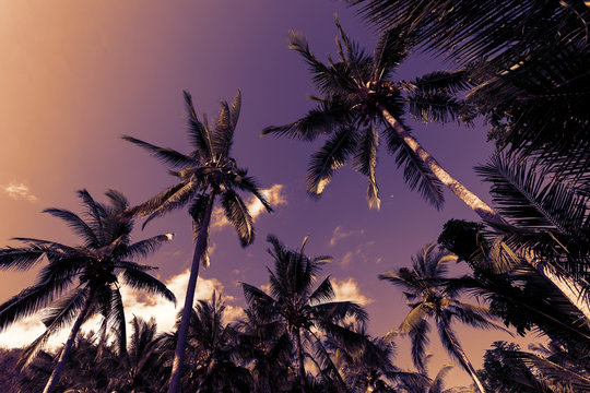 coco palm tree against blue sky