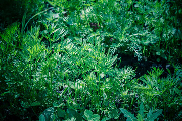 Dill Leaves in Dewdrops Retro