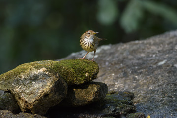 Low key image of Puff-throated babbler or spotted babbler perching on stone , Thailand