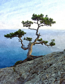 Big green pine tree on the seaside cliff.