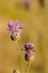 Thistle Flower in bloom in the field