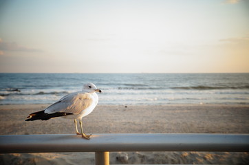 seagull