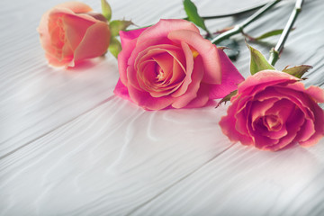 pink rose beautiful on a wooden background