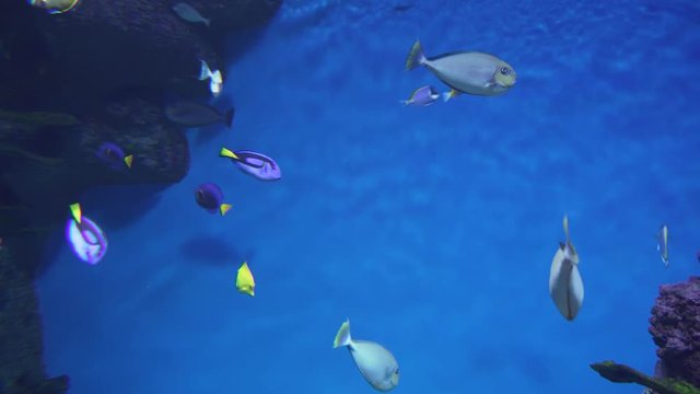 Vlaming's unicornfish in marine aquarium stock footage video