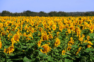 field of sunflowers in a sunny day