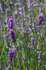 Obraz premium Lavender flowers blooming. Purple field flowers background