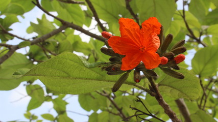 Flower of orange in the garden.