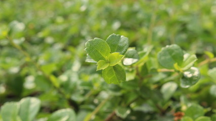 Leaf green on nature background.