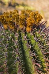 Obraz premium Cactuses in the Cactus garden in Guatiza village, Lanzarote, Canary Islands, Spain 